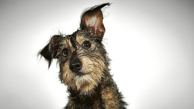 Tenhle pejsek už má nové páníčky. Řada jiných ale zatím ne.