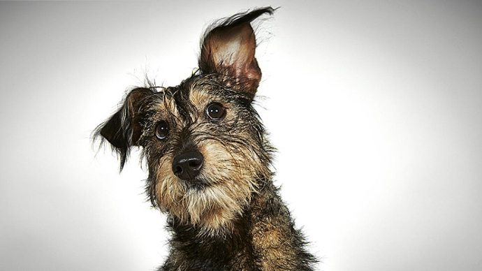 Tenhle pejsek už má nové páníčky. Řada jiných ale zatím ne.