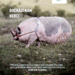 Mnohé druhy zvířat po celém světě jsou na pokraji vyhynutí. Až z naší planety vymizí úplně, už nebude možné pozorovat je ve volné přírodě a natáčet přírodopisné filmy z africké savany nebo indonéského pralesa, upozorňují pořadatelé festivalu.