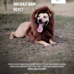 V kampani festivalu se role lva pustinného se zhostil pes a nosorožce bílého ztvárnila Amálka, prase domácí a rodinný mazlíček.