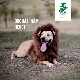 V kampani festivalu se role lva pustinného se zhostil pes a nosorožce bílého ztvárnila Amálka, prase domácí a rodinný mazlíček.