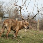 Že by jeden ze Santových sobů?