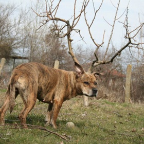Že by jeden ze Santových sobů?