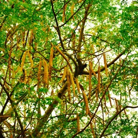 Nejznámějším druhem moringy je moringa olejodárná.