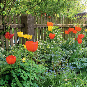 Tulipány - staré odrůdy