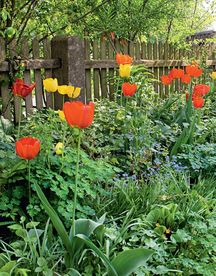 Tulipány - staré odrůdy Tulipány - staré odrůdy
