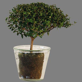 Skleněný obal na květiny Skleněný obal na květiny