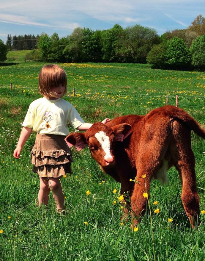 Telátko se narodilo slepé. Orientovat se mu pomáhají jiné smysly a máma si ho vždycky najde. Telátko se narodilo slepé. Orientovat se mu pomáhají jiné smysly a máma si ho vždycky najde.