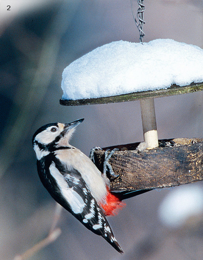 Strakapoud
