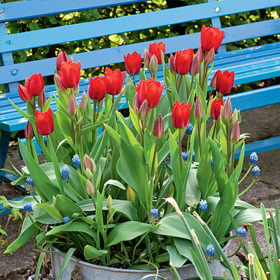 Červené tulipány