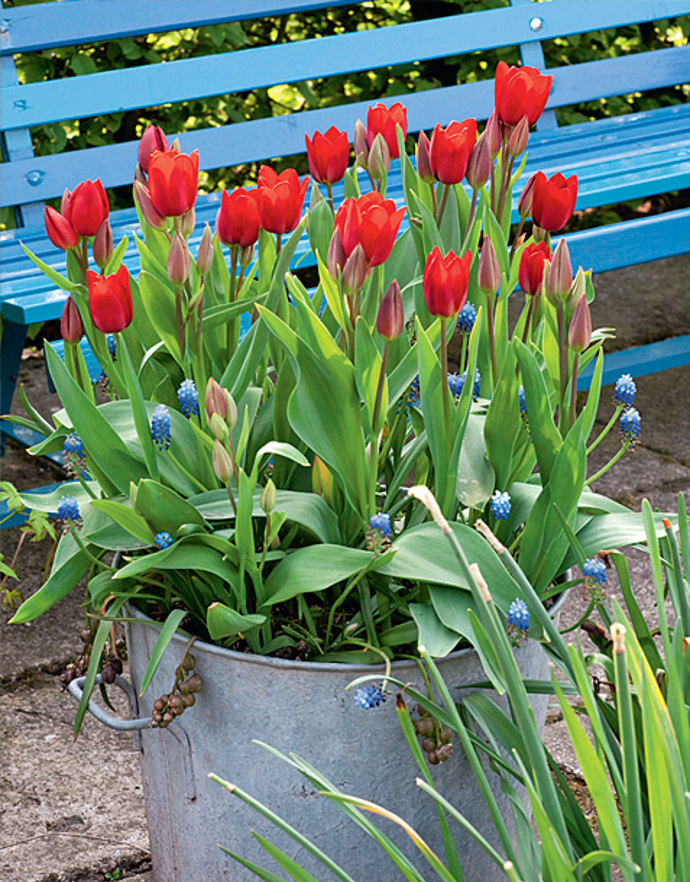 Červené tulipány Červené tulipány