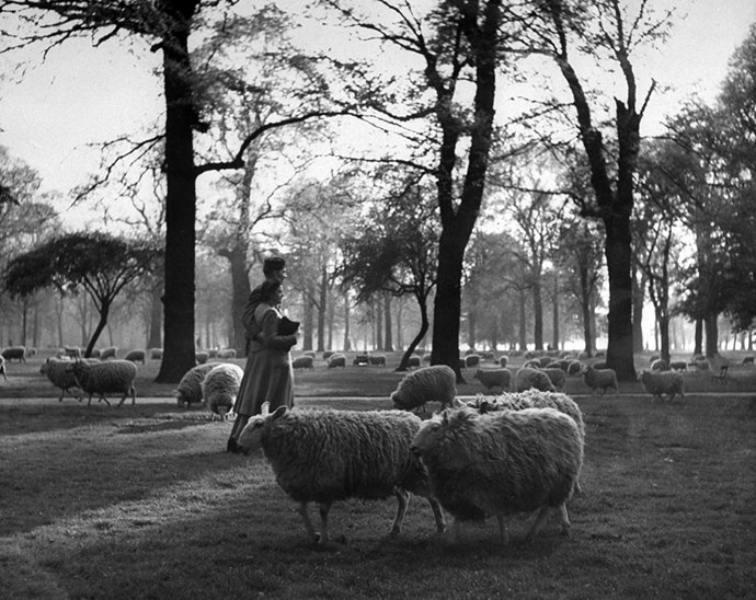 Zamilovaná dvojice se prochází parkem v Kensingtonských zahradách. Londýn, rok 1945.
Autor: Ralph Morse