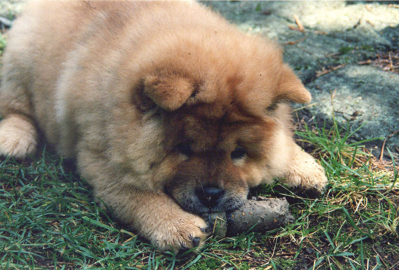 1280px-Chow_chow_puppy 1280px-Chow_chow_puppy