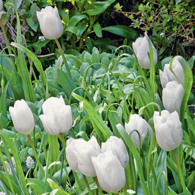 Bílé tulipány