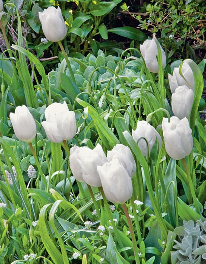 Bílé tulipány Bílé tulipány
