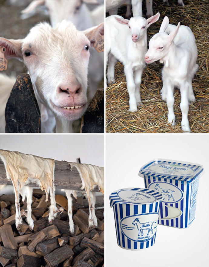 Kozy s vůní levandule Kozy s vůní levandule