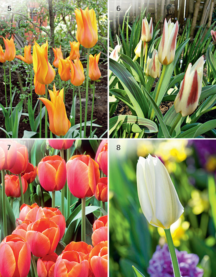 4 druhy tulipánů 4 druhy tulipánů