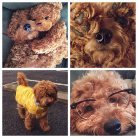 Samson je goldendoodle, plemeno vzniklé křížením zlatého retrívra a pudla. Pravidelně si dává šlofíka s plyšovým medvědem, který vypadá skoro jako Sam, cestuje, chodí na baseball a samozřejmě je vždy stylově oblečen.  