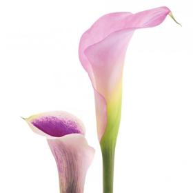 Calla je perfektní na dekorace slavnostních stolů a obřady. Calla je perfektní na dekorace slavnostních stolů a obřady.