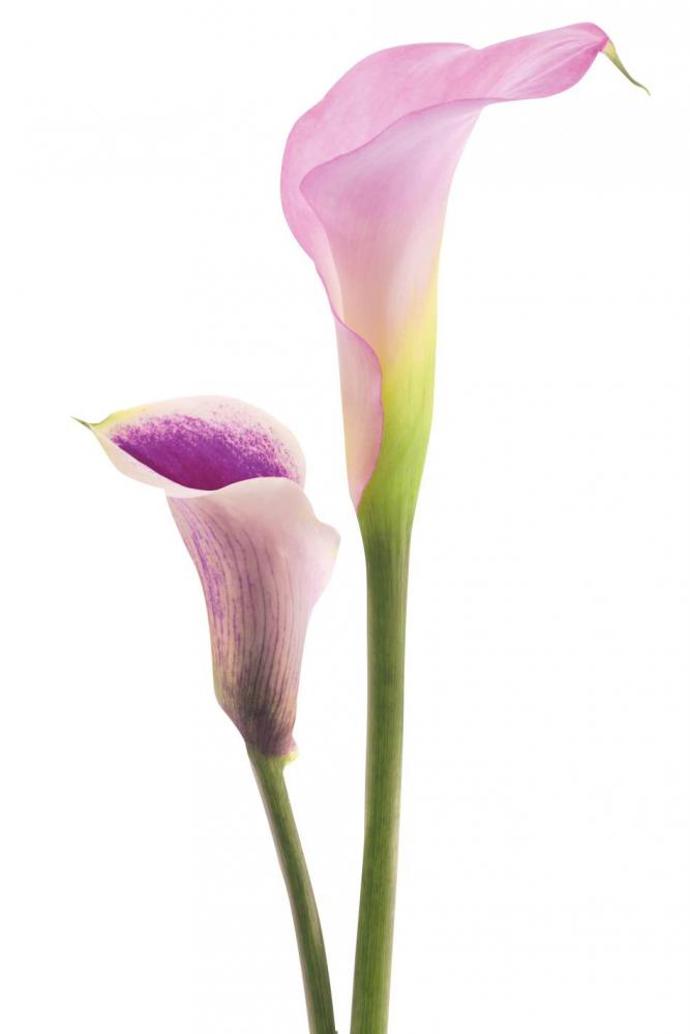 Calla je perfektní na dekorace slavnostních stolů a obřady.