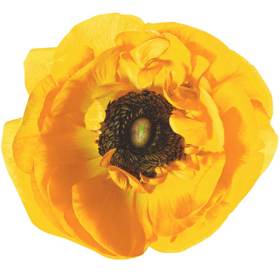 Ranunculus – plnokvěté pryskyřníky v pestrých barvách rozzáří každou vázu. Ranunculus – plnokvěté pryskyřníky v pestrých barvách rozzáří každou vázu.