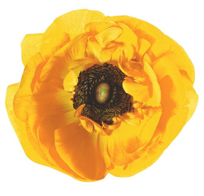 Ranunculus – plnokvěté pryskyřníky v pestrých barvách rozzáří každou vázu.