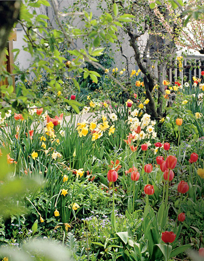 Barevné tulipány Barevné tulipány
