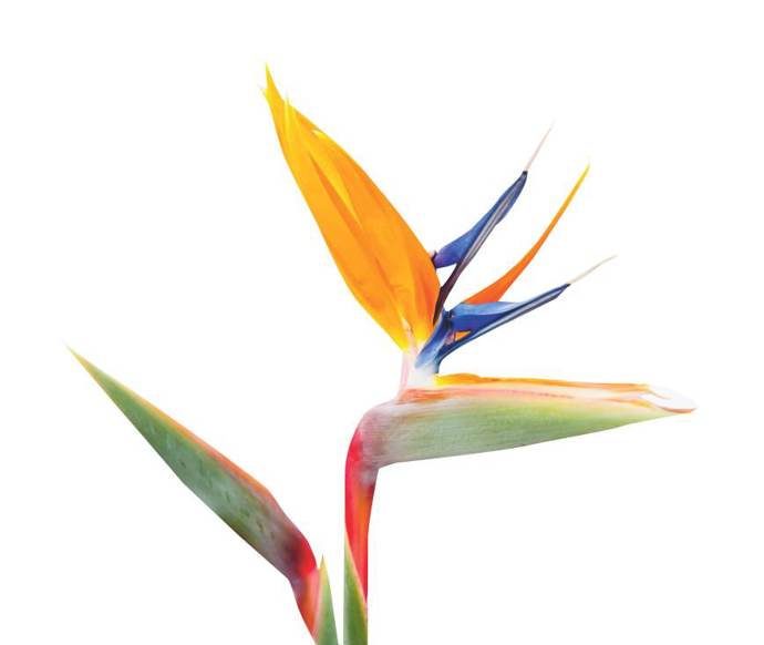 Strelitzia s extravagantním květem jako z jiné planety – skvělý dárek pro originální osobnost.
