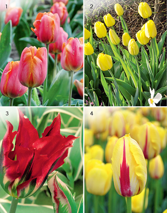 4 druhy tulipánů 4 druhy tulipánů