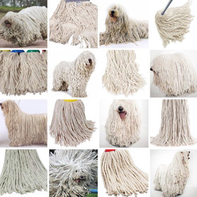 Bobtail, nebo smeták?