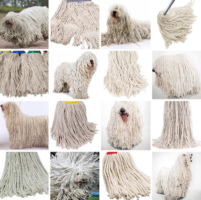 Bobtail, nebo smeták? Bobtail, nebo smeták?