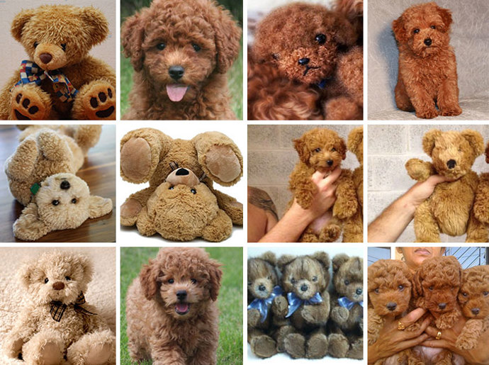 Labradoodl, nebo plyšový medvídek? Labradoodl, nebo plyšový medvídek?