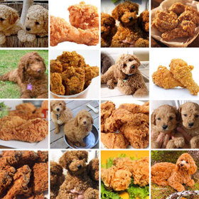 Labradoodle, nebo kuře?
