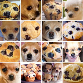 Čivava, nebo muffin?