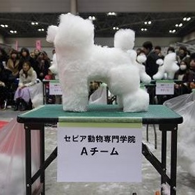 Nový japonský trend: psi ve tvaru kostek