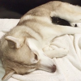 Foto: Instagram (@lilothehusky) Foto: Instagram (@lilothehusky)