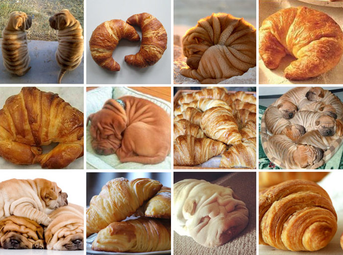 Šarpej, nebo croissant? Šarpej, nebo croissant?