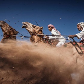 Fotka z Camel Ardah, tradičního závodu mezi dvěma velbloudy. Konají se hlavně proto, aby byla demonstrována síla a krása arabských velbloudů. 
Fotograf: Ahmed Al Toqi