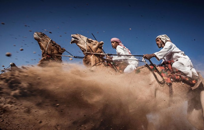 Fotka z Camel Ardah, tradičního závodu mezi dvěma velbloudy. Konají se hlavně proto, aby byla demonstrována síla a krása arabských velbloudů. 
Fotograf: Ahmed Al Toqi