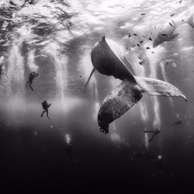 Pořízena na ostrově Roca Partida, jednom z nejmenších ostrovů Revillagigedo v Mexiku.
Fotograf: Anuar Patjane