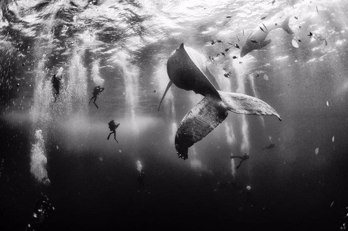 Pořízena na ostrově Roca Partida, jednom z nejmenších ostrovů Revillagigedo v Mexiku.
Fotograf: Anuar Patjane
