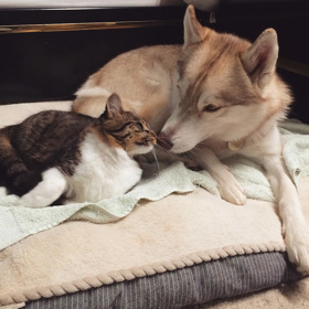 Foto: Instagram (@lilothehusky) Foto: Instagram (@lilothehusky)