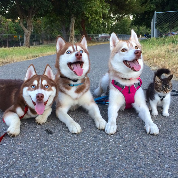 Foto: Instagram (@lilothehusky)