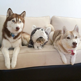 Foto: Instagram (@lilothehusky) Foto: Instagram (@lilothehusky)