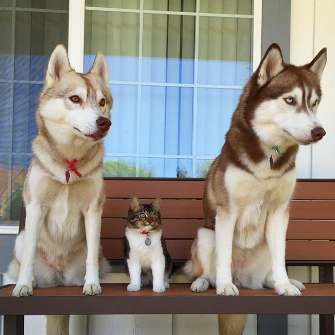 Foto: Instagram (@lilothehusky)