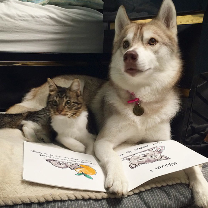 Foto: Instagram (@lilothehusky)