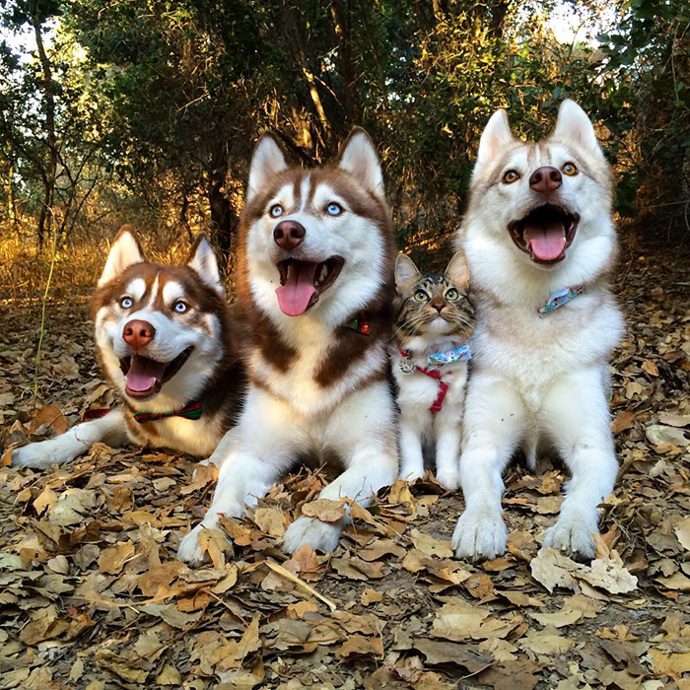 Foto: Instagram (@lilothehusky)
