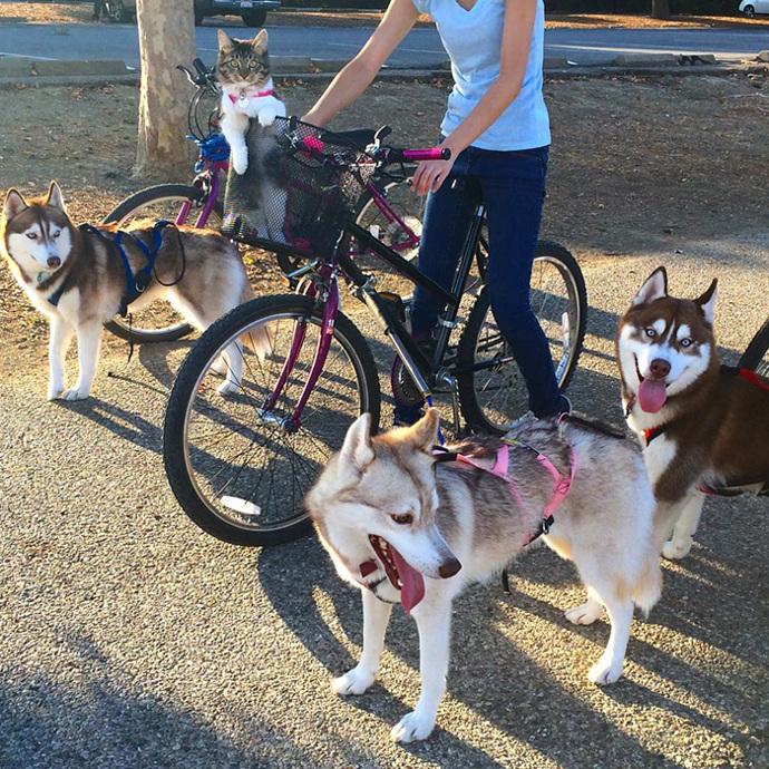Foto: Instagram (@lilothehusky)
