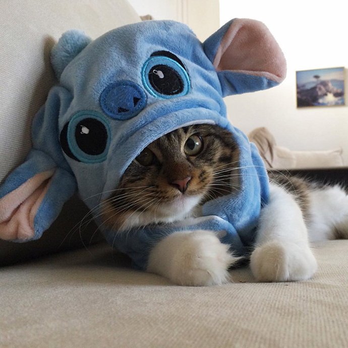 Foto: Instagram (@lilothehusky)