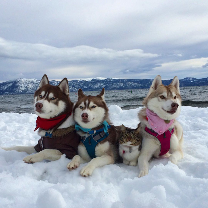 Foto: Instagram (@lilothehusky)
